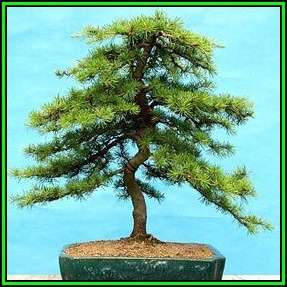 Cedrus libani - Cedar of Lebanon Bonsai - 5 Seeds + FREE Gifts Seeds + Bonsai eBook, NEW