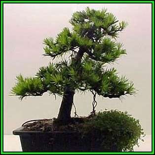 Cedrus libani - Cedar of Lebanon Bonsai - 5 Seeds + FREE Gifts Seeds + Bonsai eBook, NEW