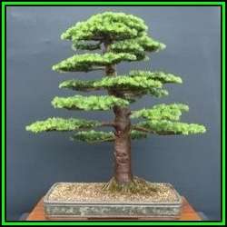 Cedrus libani - Cedar of Lebanon Bonsai - 5 Seeds + FREE Gifts Seeds + Bonsai eBook, NEW