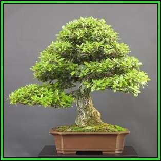 Ilex cornuta - Chinese Holly Bonsai - 10 Seeds + FREE Gifts Seeds + Bonsai eBook, NEW