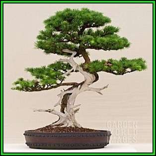 Larix kaempferi - Japanese Larch Bonsai - 10 Seeds + FREE Gifts Seeds + Bonsai eBook, NEW