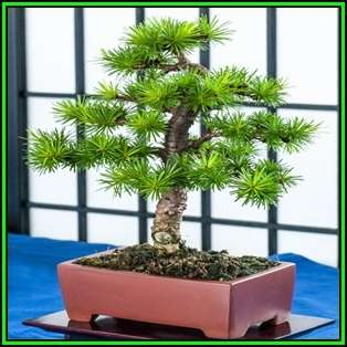 Larix kaempferi - Japanese Larch Bonsai - 10 Seeds + FREE Gifts Seeds + Bonsai eBook, NEW