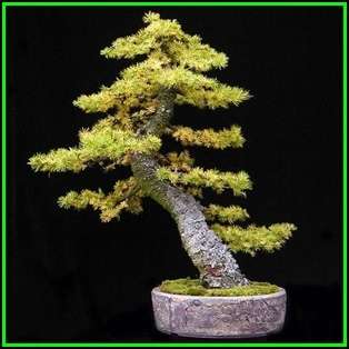 Larix kaempferi - Japanese Larch Bonsai - 10 Seeds + FREE Gifts Seeds + Bonsai eBook, NEW