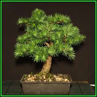 Larix kaempferi - Japanese Larch Bonsai - 10 Seeds + FREE Gifts Seeds + Bonsai eBook, NEW