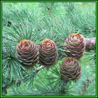 Larix kaempferi - 10 Seeds - Japanese Larch Tree or Shrub, NEW