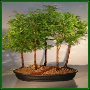 Metasequoia glyptostroboides - Dawn Redwood Bonsai - 10 Seeds + FREE Gifts Seeds + Bonsai eBook, NEW