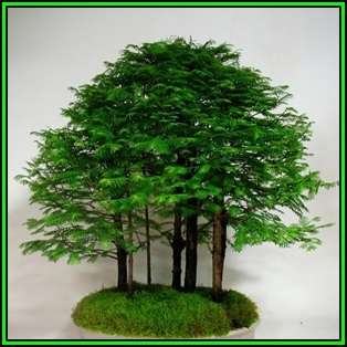 Metasequoia glyptostroboides - Dawn Redwood Bonsai - 10 Seeds + FREE Gifts Seeds + Bonsai eBook, NEW