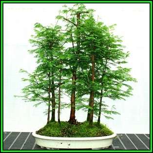 Metasequoia glyptostroboides - Dawn Redwood Bonsai - 10 Seeds + FREE Gifts Seeds + Bonsai eBook, NEW