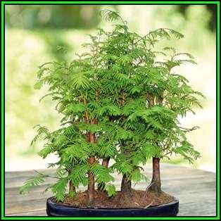 Metasequoia glyptostroboides - Dawn Redwood Bonsai - 10 Seeds + FREE Gifts Seeds + Bonsai eBook, NEW