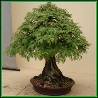 Metasequoia glyptostroboides - Dawn Redwood Bonsai - 10 Seeds + FREE Gifts Seeds + Bonsai eBook, NEW