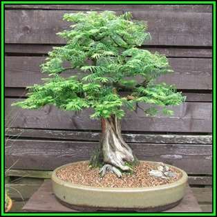 Metasequoia glyptostroboides - Dawn Redwood Bonsai - 10 Seeds + FREE Gifts Seeds + Bonsai eBook, NEW