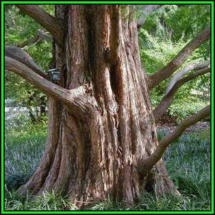 Metasequoia glyptostroboides Seeds - Dawn Redwood Tree or Shrub, NEW