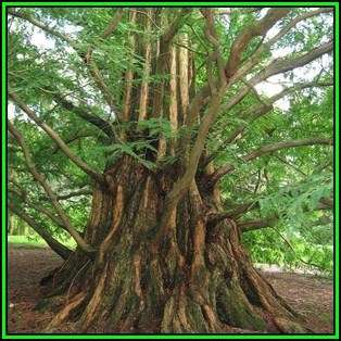 Metasequoia glyptostroboides Seeds - Dawn Redwood Tree or Shrub, NEW