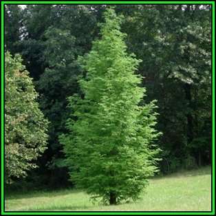 Metasequoia glyptostroboides Seeds - Dawn Redwood Tree or Shrub, NEW