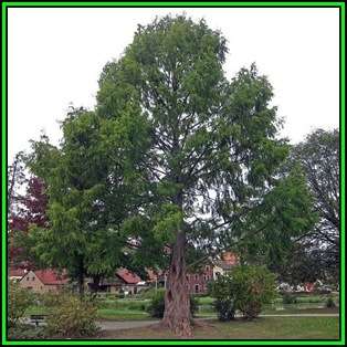 Metasequoia glyptostroboides Seeds - Dawn Redwood Tree or Shrub, NEW
