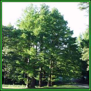 Metasequoia glyptostroboides Seeds - Dawn Redwood Tree or Shrub, NEW