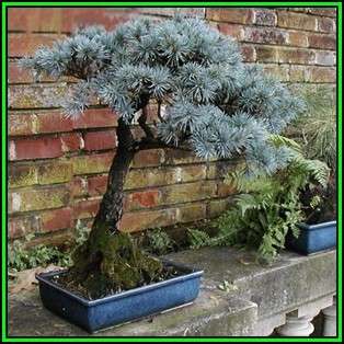 Picea pungens glauca - Colorado Blue Spruce Bonsai - 10 Seeds + FREE Gifts Seeds + Bonsai eBook, NEW