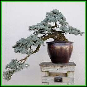 Picea pungens glauca - Colorado Blue Spruce Bonsai - 10 Seeds + FREE Gifts Seeds + Bonsai eBook, NEW