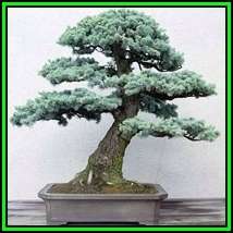 Picea pungens glauca - Colorado Blue Spruce Bonsai - 10 Seeds + FREE Gifts Seeds + Bonsai eBook, NEW
