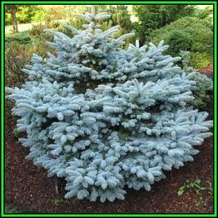 Picea pungens glauca Seeds - Colorado Blue Spruce Tree or Shrub, NEW