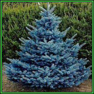 Picea pungens glauca Seeds - Colorado Blue Spruce Tree or Shrub, NEW