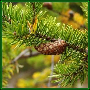 Pinus banksiana Seeds - Jack Pine Tree or Shrub, NEW