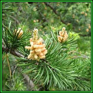 Pinus banksiana Seeds - Jack Pine Tree or Shrub, NEW