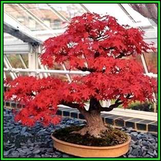 Acer tataricum subsp. ginnala 'Flame' - Tatarian Maple Bonsai - 5 Seeds + Bonsai eBook, NEW