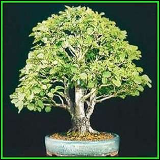 Alnus japonica - Japanese Alder Bonsai Seeds + FREE Gifts Seeds + Bonsai eBook, NEW