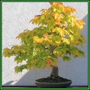 Alnus japonica - Japanese Alder Bonsai Seeds + FREE Gifts Seeds + Bonsai eBook, NEW