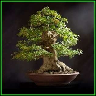 Alnus japonica - Japanese Alder Bonsai Seeds + FREE Gifts Seeds + Bonsai eBook, NEW