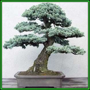 Cedrus atlantica glauca - Blue Atlas Cedar Bonsai Seeds + FREE Gifts Seeds + Bonsai eBook, NEW