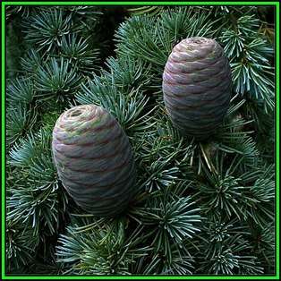 Cedrus atlantica glauca - Blue Atlas Cedar - 5 Seeds -  Tree or Shrub, NEW