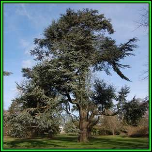 Cedrus atlantica glauca - Blue Atlas Cedar - 5 Seeds -  Tree or Shrub, NEW