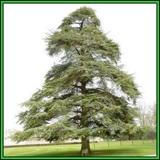 Cedrus atlantica glauca - Blue Atlas Cedar - 5 Seeds -  Tree or Shrub, NEW