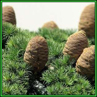 Cedrus atlantica glauca - Blue Atlas Cedar - 5 Seeds -  Tree or Shrub, NEW