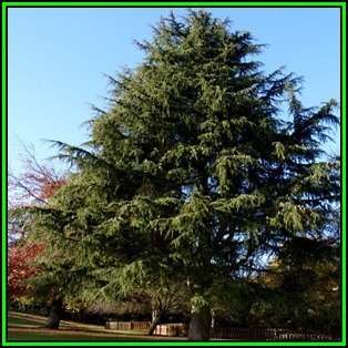 Cedrus atlantica glauca - Blue Atlas Cedar - 5 Seeds -  Tree or Shrub, NEW