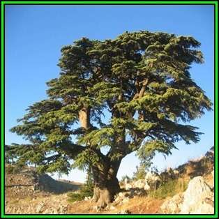 Cedrus atlantica glauca - Blue Atlas Cedar - 5 Seeds -  Tree or Shrub, NEW