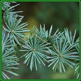 Cedrus atlantica glauca - Blue Atlas Cedar - 5 Seeds -  Tree or Shrub, NEW