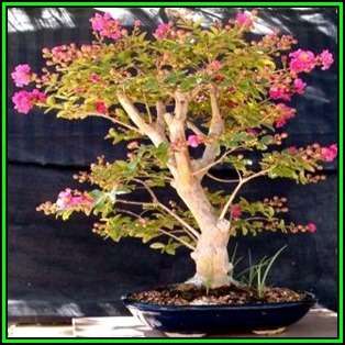 Lagerstroemia indica - Crape Myrtle Bonsai Seeds + FREE Gifts Seeds + Bonsai eBook, NEW