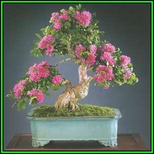 Lagerstroemia indica - Crape Myrtle Bonsai Seeds + FREE Gifts Seeds + Bonsai eBook, NEW