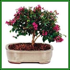 Lagerstroemia indica - Crape Myrtle Bonsai Seeds + FREE Gifts Seeds + Bonsai eBook, NEW