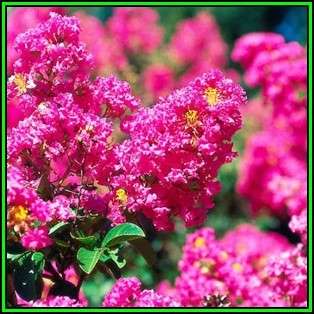 Lagerstroemia indica Seeds - Crape Myrtle Tree or Shrub, NEW