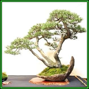 Pinus mugo - Mugo Pine Bonsai - 50 Bulk Seeds + FREE Gifts Seeds + Bonsai eBook, NEW