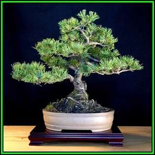 Pinus mugo - Mugo Pine Bonsai - 50 Bulk Seeds + FREE Gifts Seeds + Bonsai eBook, NEW