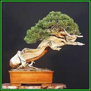 Pinus mugo var. pumilio - Dwarf Mugo Pine Bonsai Seeds + FREE Gifts Seeds + Bonsai eBook, NEW