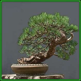 Pinus ponderosa - Ponderosa Pine Bonsai Seeds + FREE Gifts Seeds + Bonsai eBook, NEW