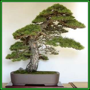 Pinus sylvestris - Scots Pine Bonsai Seeds + FREE Gifts Seeds + Bonsai eBook, NEW
