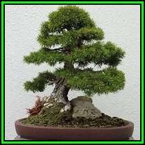 Pinus sylvestris - Scots Pine Bonsai Seeds + FREE Gifts Seeds + Bonsai eBook, NEW