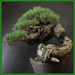 Pinus sylvestris - Scots Pine Bonsai Seeds + FREE Gifts Seeds + Bonsai eBook, NEW